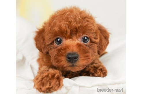 成約済の千葉県のトイプードル-245471